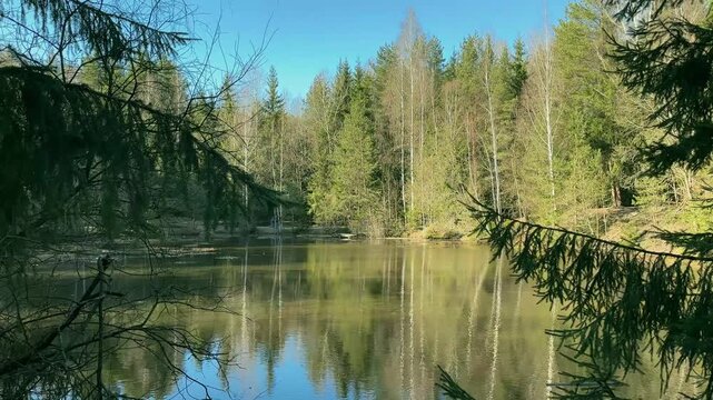 Calm forest lake framed by evergreen branches and reflected trees. A quiet woodland pond sits under a clear blue sky with mirrorlike water. Nature background for travel, relaxation, and