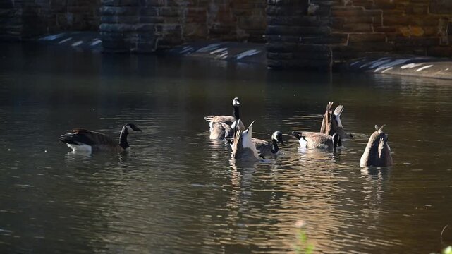 Crossville, Tennessee, USA, Canadian geese Branta canadensis swim in autumn near the shore of the reservoir