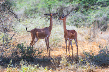Two female Gerenuk antelopes standing in the sun-drenched scrubland of a Kenyan safari park, showing their characteristic long necks and large ears. © Miroslav Srb