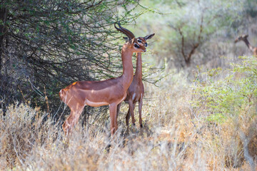 Two female Gerenuk antelopes standing in the sun-drenched scrubland of a Kenyan safari park, showing their characteristic long necks and large ears. © Miroslav Srb