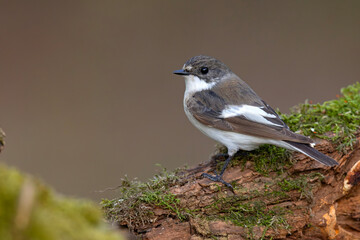 muchołówka żałobna (Ficedula hypoleuca) © Grzegorz