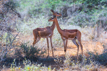 Two female Gerenuk antelopes standing in the sun-drenched scrubland of a Kenyan safari park, showing their characteristic long necks and large ears. © Miroslav Srb