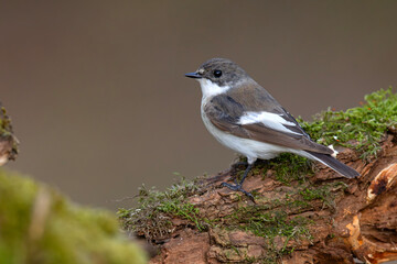 muchołówka żałobna (Ficedula hypoleuca) © Grzegorz
