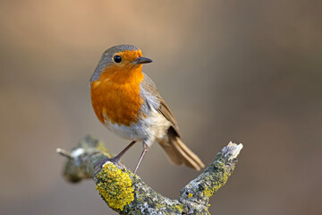 Rudzik (Erithacus rubecula) © Grzegorz