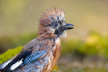 Sójka (Garrulus glandarius)  © Grzegorz