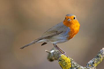 Rudzik (Erithacus rubecula) © Grzegorz