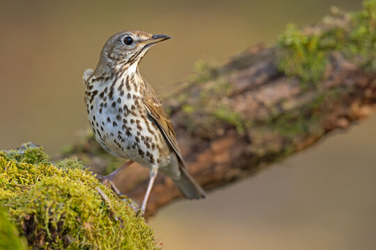 śpiewak (Turdus philomelos)