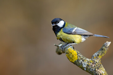 Bogatka (Parus major)  © Grzegorz