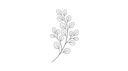 Delicate botanical illustration of a eucalyptus branch with leaves. © Adre