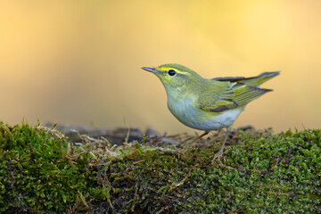 Świstunka leśna (Rhadina sibilatrix) © Grzegorz