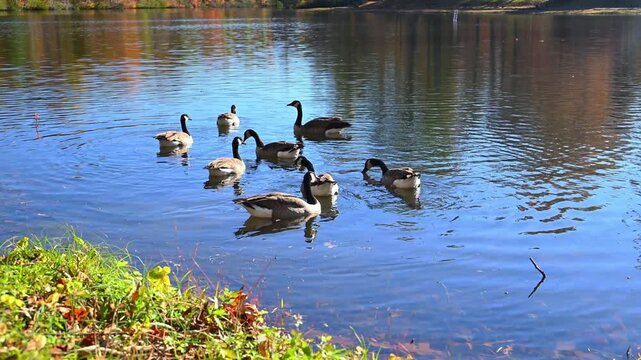 Crossville, Tennessee, USA, Canadian geese Branta canadensis swim in autumn near the shore of the reservoir