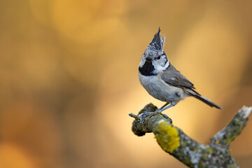 czubatka (Lophophanes cristatus)  © Grzegorz