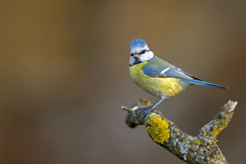 Modraszka (Cyanistes caeruleus)  © Grzegorz