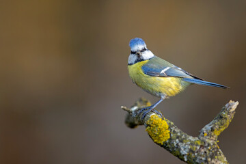 Modraszka (Cyanistes caeruleus)  © Grzegorz