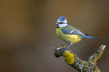 Modraszka (Cyanistes caeruleus)  © Grzegorz