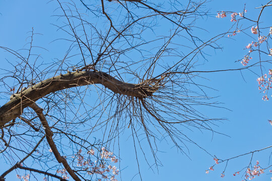てんぐ巣病の桜の枝