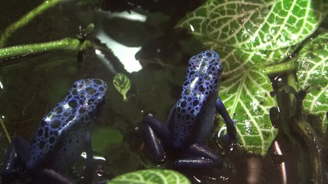 jumping poison dart frogs