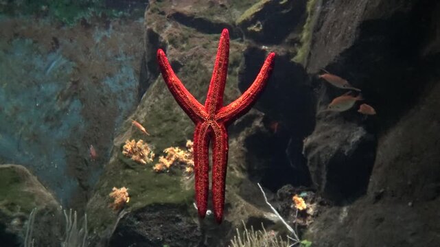 starfish in the acquarium