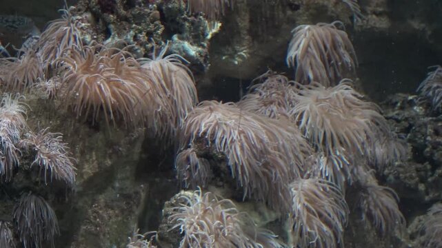 anemone fish in aquarium