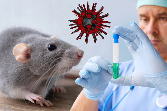 Scientist holding test tube green liquid gray rat red virus particle floating laboratory research zoonotic disease study vaccine medical science biology experiment, pathogen analysis doctor gloves