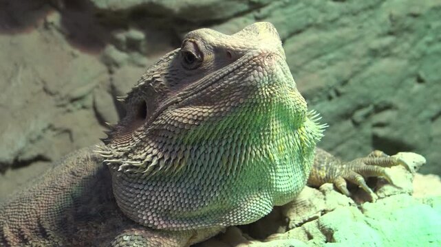 bearded dragon in the zoo