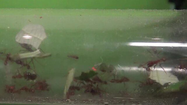 ants working in the anthill