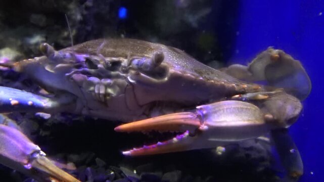 crab in aquarium