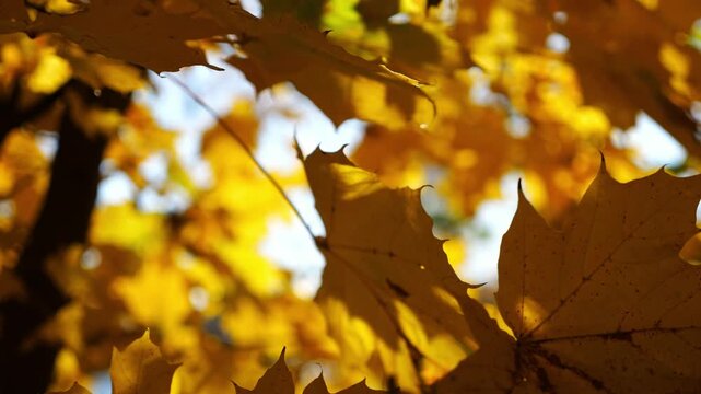 Yellow maple leaves on tree branches gently swaying in wind with sunlight at background. Lush autumn golden foliage swinging on the breeze at forest. Beautiful colorful fall season. Slow motion