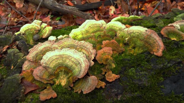 A Turkey Tail - Trametes versicolor, a common saprophytic fungus.