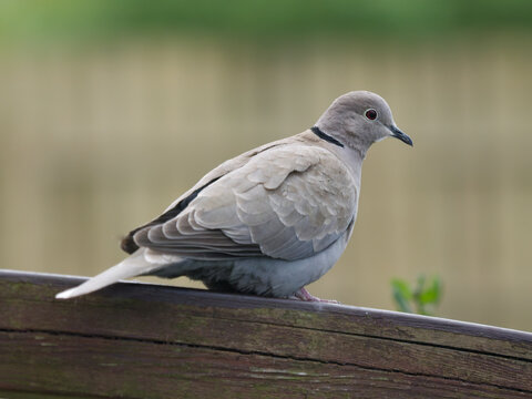 A Eurasian collared-dove perched on a wooden railing.