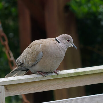 A Eurasian collared-dove perched on a wooden fence.