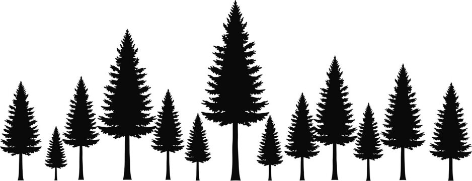 Black silhouettes of pine trees on white background
