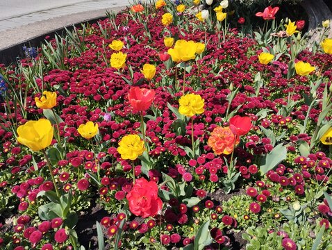 Colourful Terry Tulips and Red Bellis perennis English daisy. Flowerbed lawn design. Tulip Tulipa plant Lily Liliaceae. Cultivars like Bellissima Red Pomponette are popular for double red flowers