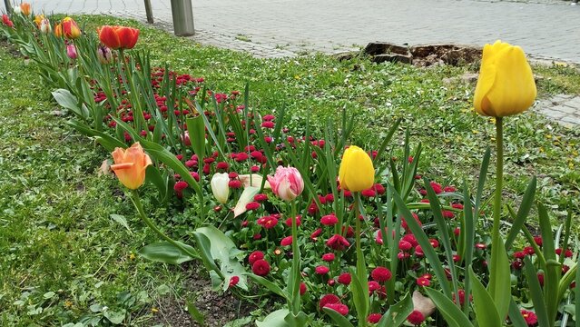 Colourful Terry Tulips and Red Bellis perennis English daisy. Flowerbed lawn design. Tulip Tulipa plant Lily Liliaceae. Cultivars like Bellissima Red Pomponette are popular for double red flowers