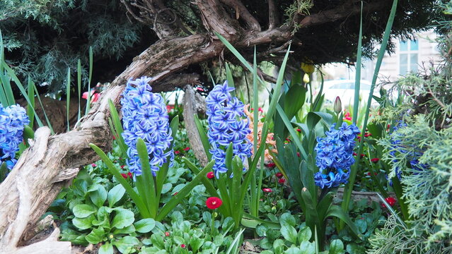 Colourful Terry Hyacinthus bulbous herb and Red Bellis perennis English daisy, spring-blooming perennials. Flowerbed lawn design. Fragrant Blue, white, pink, yellow, red and burgundy flowering plants.