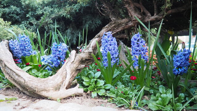 Colourful Terry Hyacinthus bulbous herb and Red Bellis perennis English daisy, spring-blooming perennials. Flowerbed lawn design. Fragrant Blue, white, pink, yellow, red and burgundy flowering plants.