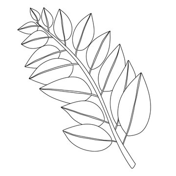 Hand-drawn zamioculcas leaf line art illustration with minimalist botanical contour, modern ZZ plant foliage design for creative projects