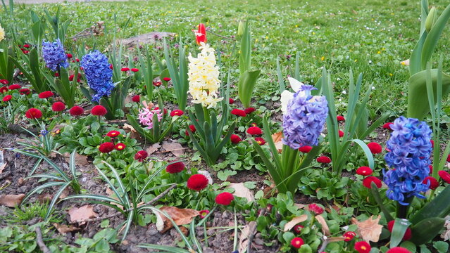 Colourful Terry Hyacinthus bulbous herb and Red Bellis perennis English daisy, spring-blooming perennials. Flowerbed lawn design. Fragrant Blue, white, pink, yellow, red and burgundy flowering plants.