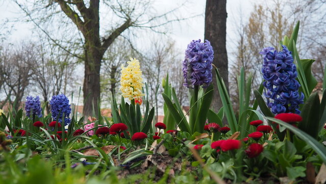 Colourful Terry Hyacinthus bulbous herb and Red Bellis perennis English daisy, spring-blooming perennials. Flowerbed lawn design. Fragrant Blue, white, pink, yellow, red and burgundy flowering plants.