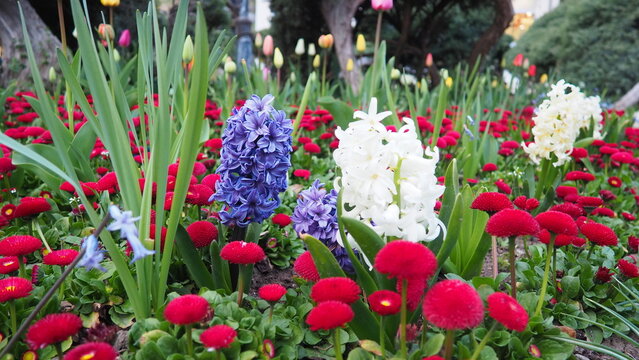 Colourful Terry Hyacinthus bulbous herb and Red Bellis perennis English daisy, spring-blooming perennials. Flowerbed lawn design. Fragrant Blue, white, pink, yellow, red and burgundy flowering plants.