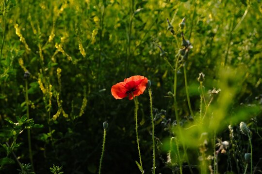 Mohnblume
