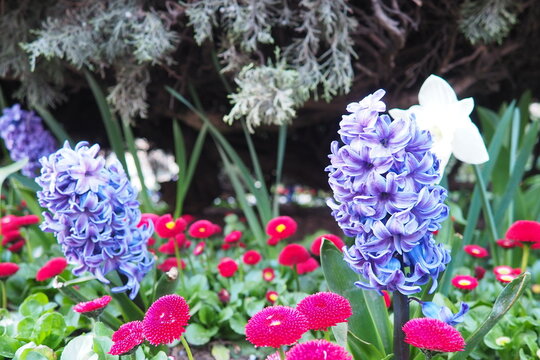 Colourful Terry Hyacinthus bulbous herb and Red Bellis perennis English daisy, spring-blooming perennials. Flowerbed lawn design. Fragrant Blue, white, pink, yellow, red and burgundy flowering plants.