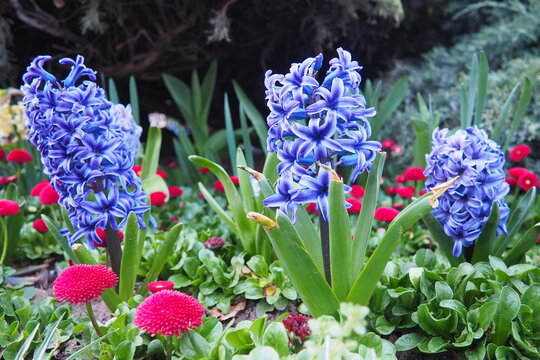 Colourful Terry Hyacinthus bulbous herb and Red Bellis perennis English daisy, spring-blooming perennials. Flowerbed lawn design. Fragrant Blue, white, pink, yellow, red and burgundy flowering plants.