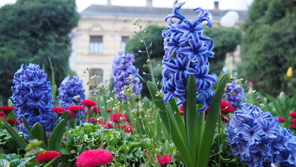 Colourful Terry Hyacinthus bulbous herb and Red Bellis perennis English daisy, spring-blooming perennials. Flowerbed lawn design. Fragrant Blue, white, pink, yellow, red and burgundy flowering plants. © Julija