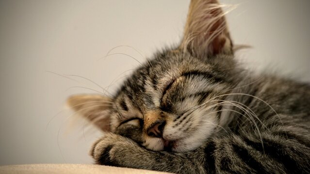 Primo piano di un gatto domestico che dorme serenamente in casa