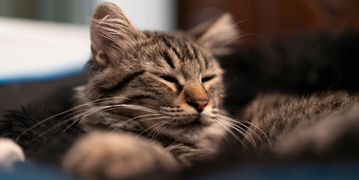 Primo piano di un gatto domestico che dorme serenamente in casa