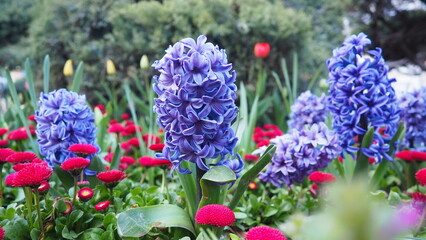 Colourful Terry Hyacinthus bulbous herb and Red Bellis perennis English daisy, spring-blooming perennials. Flowerbed lawn design. Fragrant Blue, white, pink, yellow, red and burgundy flowering plants. © Julija