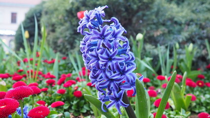 Colourful Terry Hyacinthus bulbous herb and Red Bellis perennis English daisy, spring-blooming perennials. Flowerbed lawn design. Fragrant Blue, white, pink, yellow, red and burgundy flowering plants. © Julija