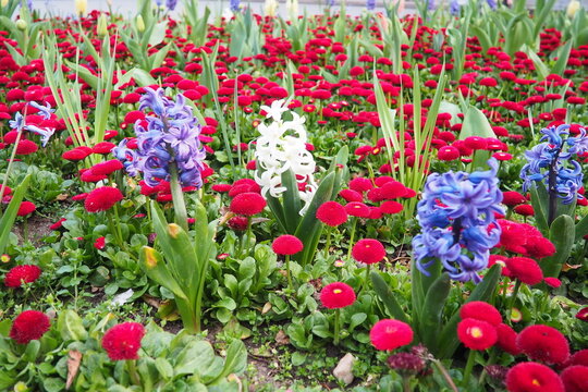 Colourful Terry Hyacinthus bulbous herb and Red Bellis perennis English daisy, spring-blooming perennials. Flowerbed lawn design. Fragrant Blue, white, pink, yellow, red and burgundy flowering plants.