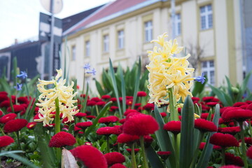 Colourful Terry Hyacinthus bulbous herb and Red Bellis perennis English daisy, spring-blooming perennials. Flowerbed lawn design. Fragrant Blue, white, pink, yellow, red and burgundy flowering plants. © Julija